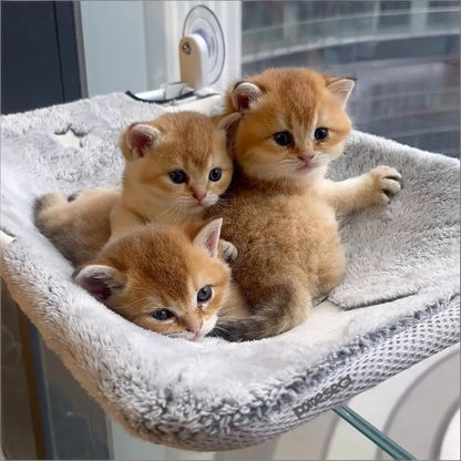 Folding Cat Hammock for Window - Cordless, Machine Washable Bed, Robust Metal Frame, Strong Suction Cups