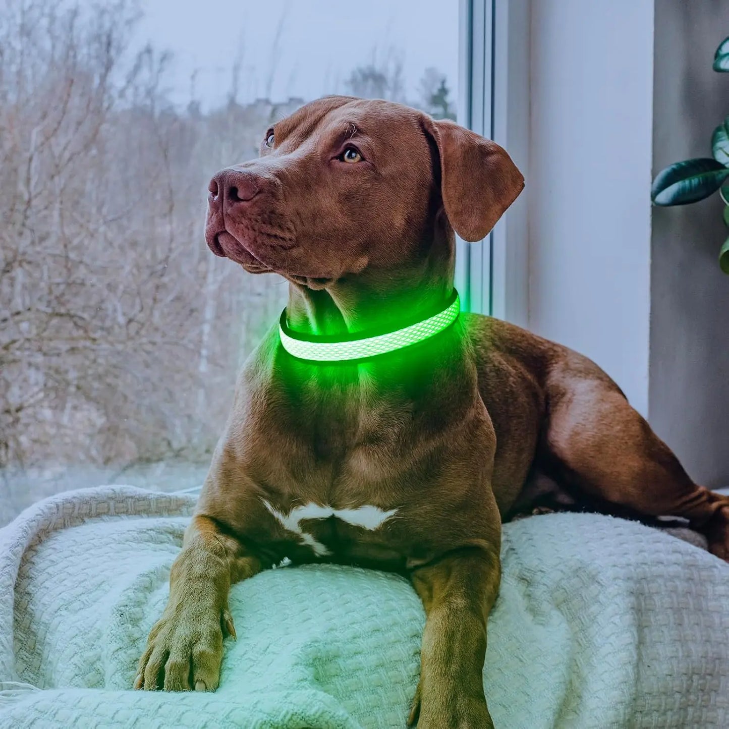 LED Dog Collar Light up USB Rechargeable Adjustable Comfortable Soft Mesh Safety Collar for Small Medium Large Dogs